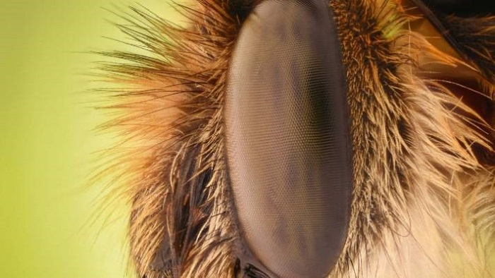 Thousands of facets in a bee’s compound eye.