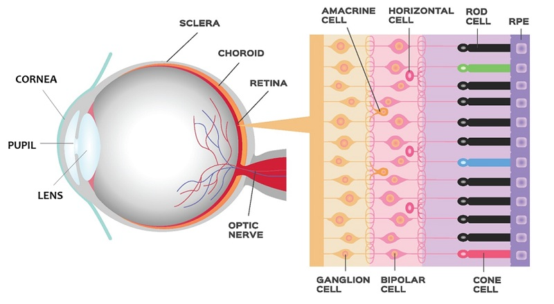 A diagram of the structures of the human eye including the pupil (where light enters the eye), and the cornea and lens, which both help focus the light onto the retina, where rods and cones are found.
