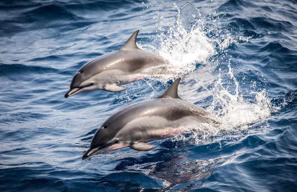 dolphins in water