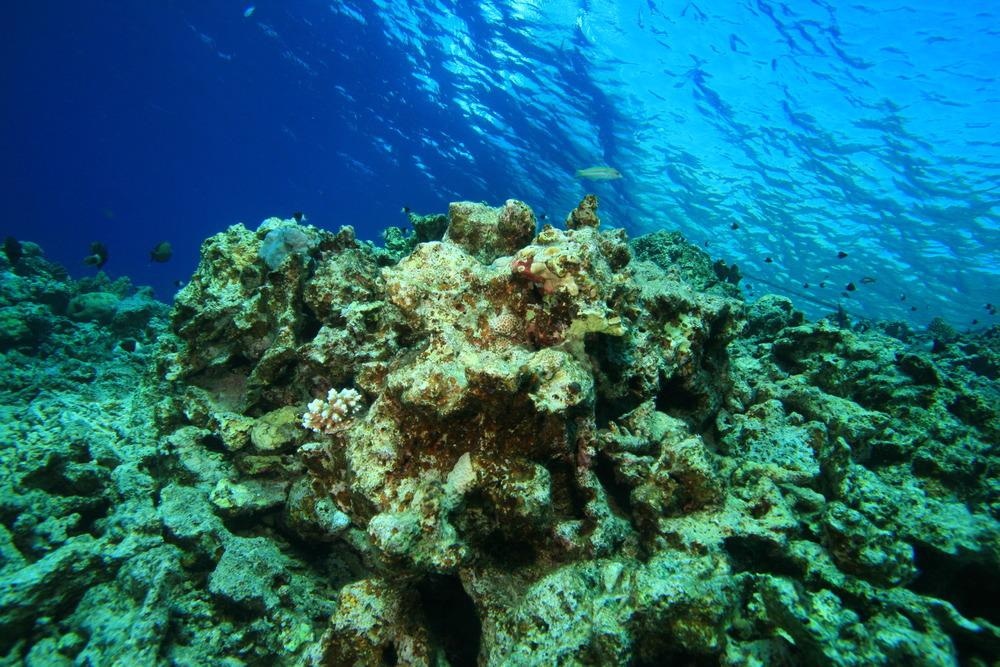 ocean coral dead by global warming and pollution