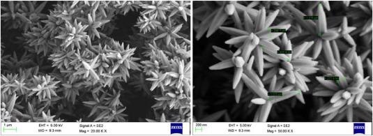 Typical SEM images of the ZnO nanostructures used in this study.