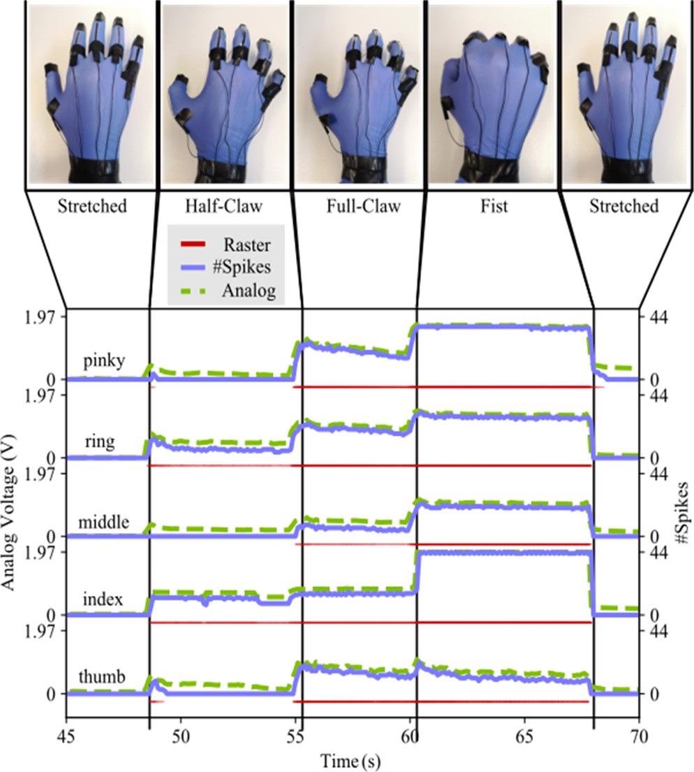 Response of the five sensors and the five neurons to various hand gestures. The sensor output voltage sensors increase with the increasing curvature of the finger, and the neuron response follows this behavior.