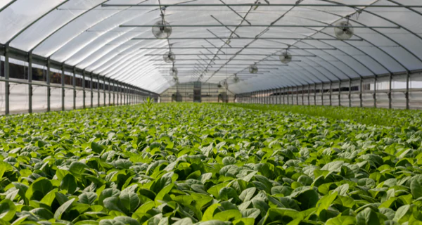 CO2Meter Safety Devices for Indoor Agriculture Grow Facilities