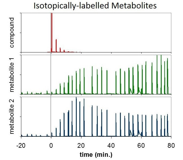 Two isotopically labeled metabolites (green, blue) with individual variations over time, which arise as a result of the ingestion of a labeled compound (red).