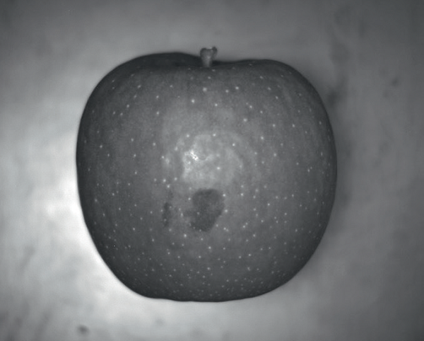 Infrared image of an apple, taken with C12741-03 InGaAs camera, shows hidden defects.