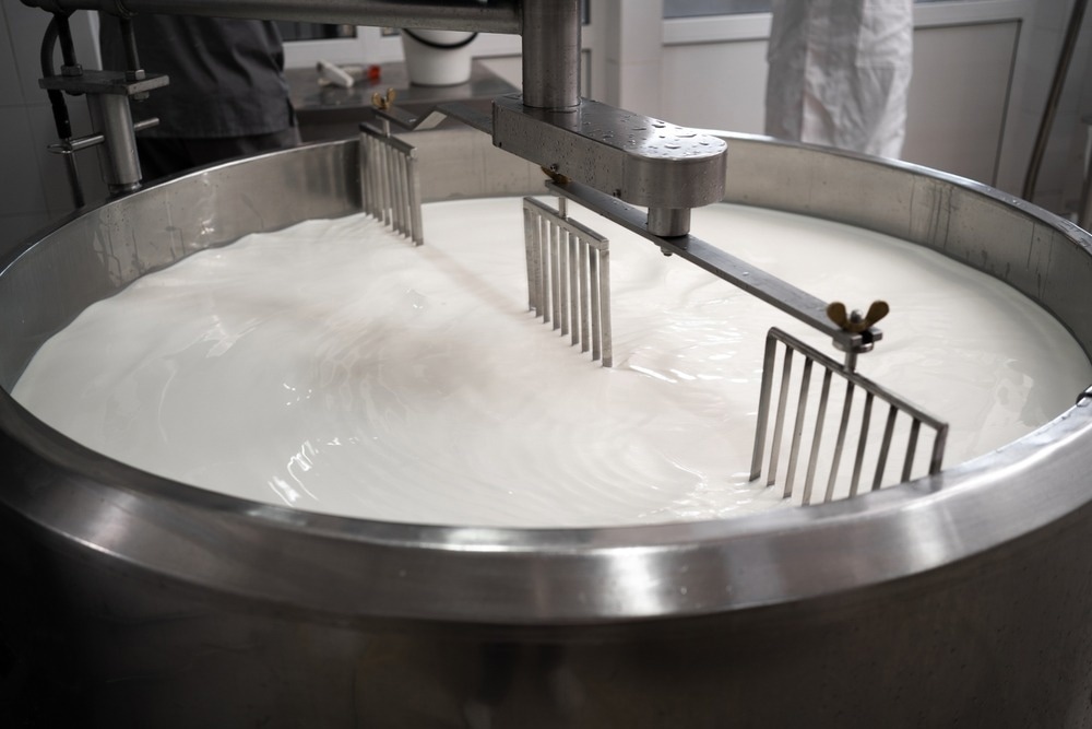 Process of making dairy products in modern dairy factory. Preparing milk for cheese, pasteurization in large tanks.