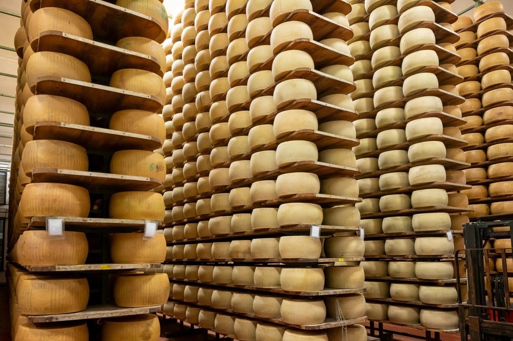 Process of making parmigiano-reggiano parmesan hard cheese on small cheese farm in Parma, Italy, factory maturation room for aging of cheese wheels up to 5 years
