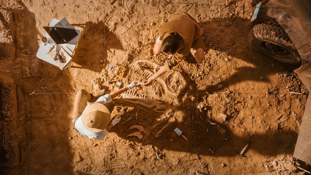 Top-Down View: Two Great Paleontologists Cleaning Newly Discovered Dinosaur Skeleton.
