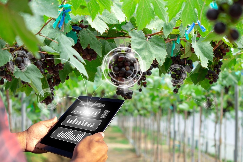 Farmer using tablet for management, analysis and inspection of the condition of the vineyards with intelligent AI.