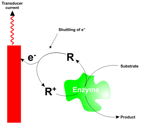 Elextrical communication via application of artificial redox mediators. Source: Enzyme Electrodes.