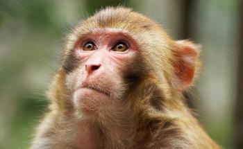 Supporting Primate Behavioral Analysis with Depth Image Sensors