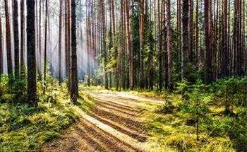 Remote Sensing in Forest Restoration Strategies