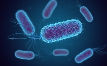 Can E.coli Be Used to Detect Heavy Metals in Water?