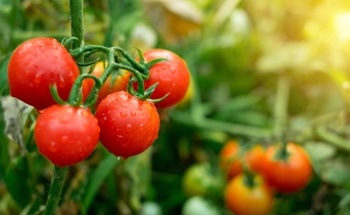 How Are Sensors Revolutionizing Tomato Farming Practices?