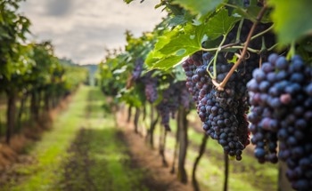 Why Should Vineyards Embrace Sensor-Based Agriculture?