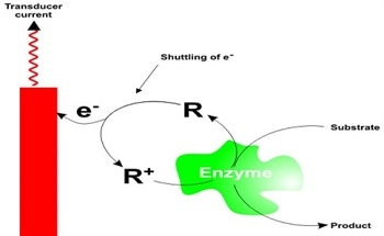 Enzyme-Based Electrochemical Biosensors