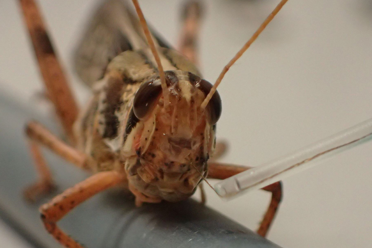 Bomb-Sniffing Cyborg Locusts Could Soon Become a Reality
