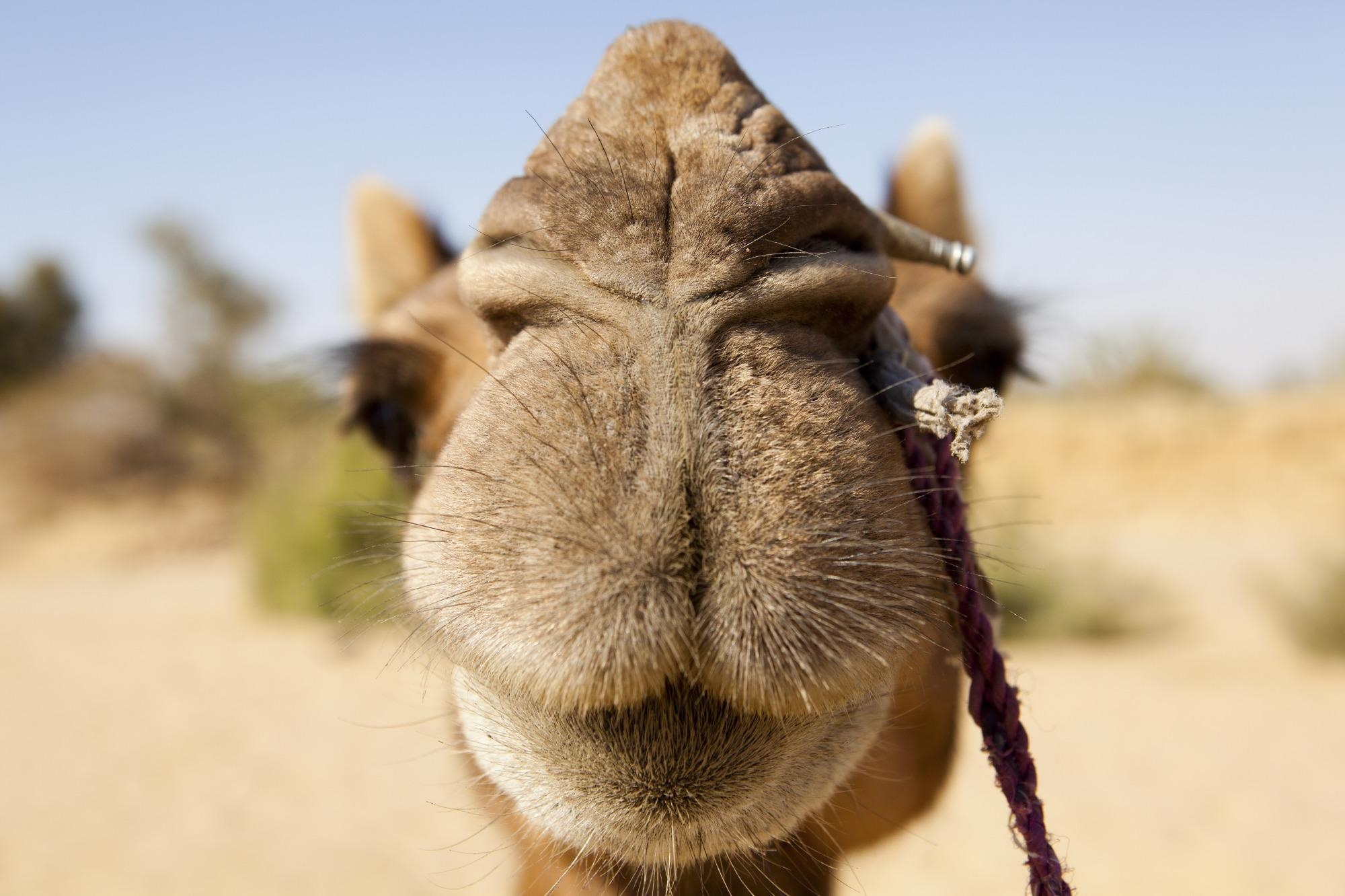 Novel Humidity Sensor Draws Inspiration from a Camel’s Nose