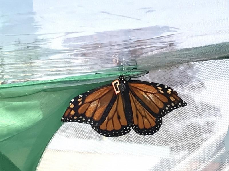 Sensor Fastened to Monarchs Butterflies Will Reveal Their Migratory Patterns.