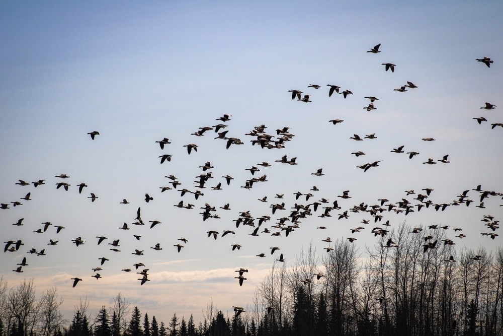 Revolutionizing Pressure Sensors for Wild Migratory Bird Tracking
