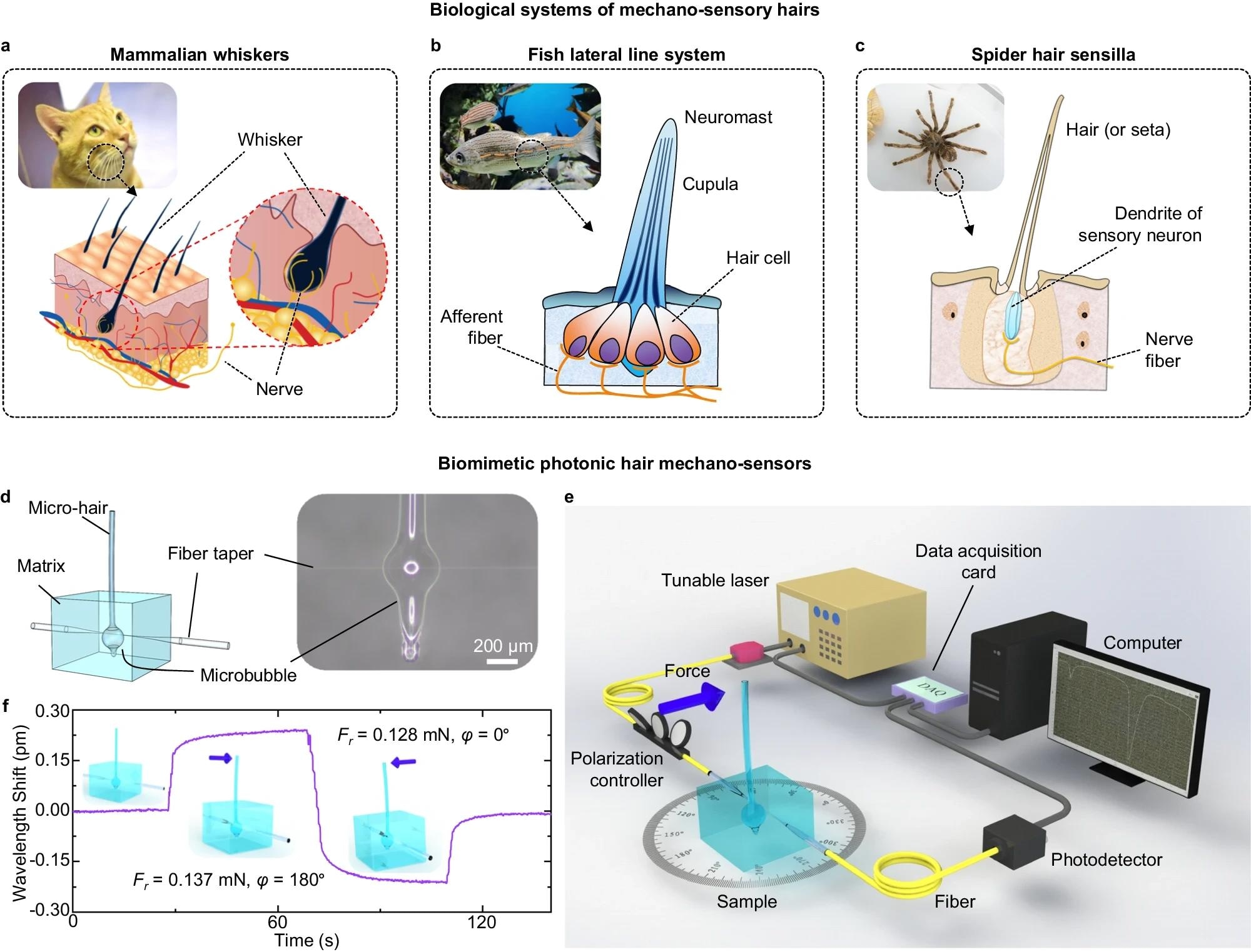 All-Optical Mechano-Sensor: Mimicking Natural Sensilla in Sensory Robotics