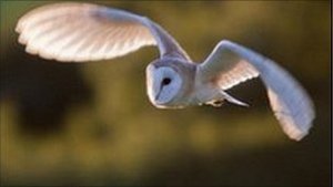 Noise Sensors to Check Owl Causalities in Norfolk