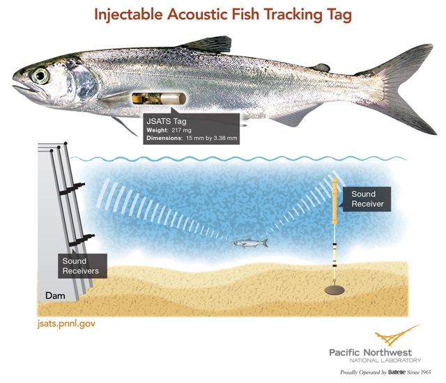 Injectable Acoustic Fish-Tracking Tag Helps Record its Passage Through Dams