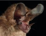 New Tomographic Imaging Technique to Perceive Important Acoustic Cues for Bats
