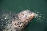 Harbor Seal's Whiskers Could Inspire Low-Power Sensors for Underwater Vehicles