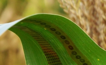 Graphene-Based Sensors-on-Tape for Investigating Transfer of Water in Plants