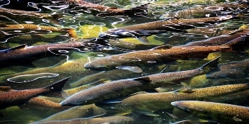 New Electronic “Sensor” Fish Measures the External Factors that Affect Fish During Delousing