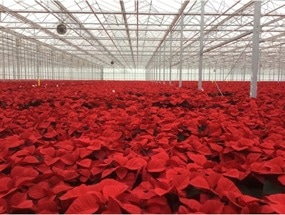 Perfect Poinsettias for Christmas? Controlling Compost Moisture can Remove the Need for Chemical Growth Retardants
