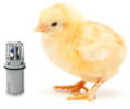 Michell Humidity and Temperature Sensors Help Farmers Increase Healthy Poultry Yield