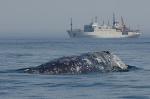 Ways to Minimize Impact of Seismic Surveys on Rare Whales