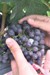 Viticision’s New, Compact, High-Tech Sensors Introduced in Vineyards
