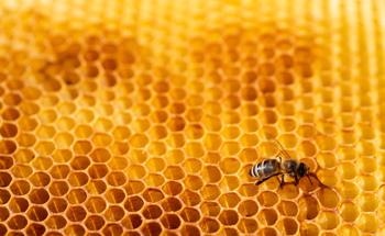 Electrochemical Sensor for the Ultrasensitive Detection of Nitrobenzene in Honey