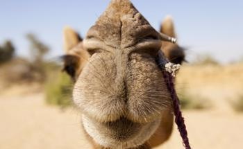 Novel Humidity Sensor Draws Inspiration from a Camel’s Nose