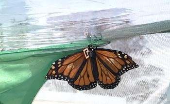 Sensor Fastened to Monarchs Butterflies Will Reveal Their Migratory Patterns
