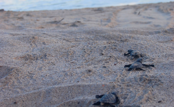 Sensor Disguised as a Sea Turtle Egg Predicts Hatching Dates