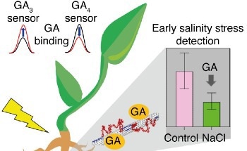 Nanotube Sensors Detect and Distinguish Gibberellin Plant Hormones