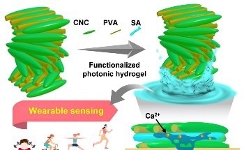 Insoluble Photonic Cellulose Nanocrystal Patch for Calcium Ion Sensing in Sweat