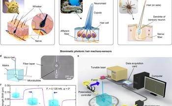 All-Optical Mechano-Sensor: Mimicking Natural Sensilla in Sensory Robotics